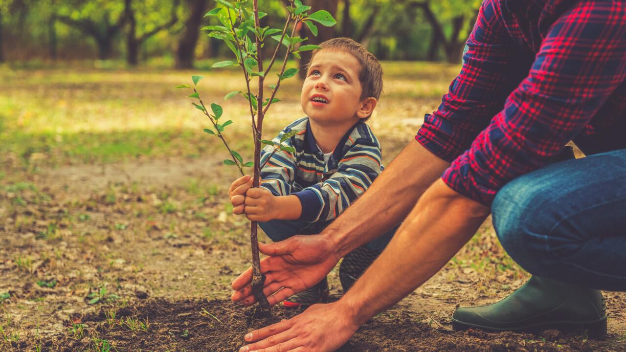 Bäume pflanzen und damit den Klimawandel aufhalten - zu schön, um wahr zu sein?