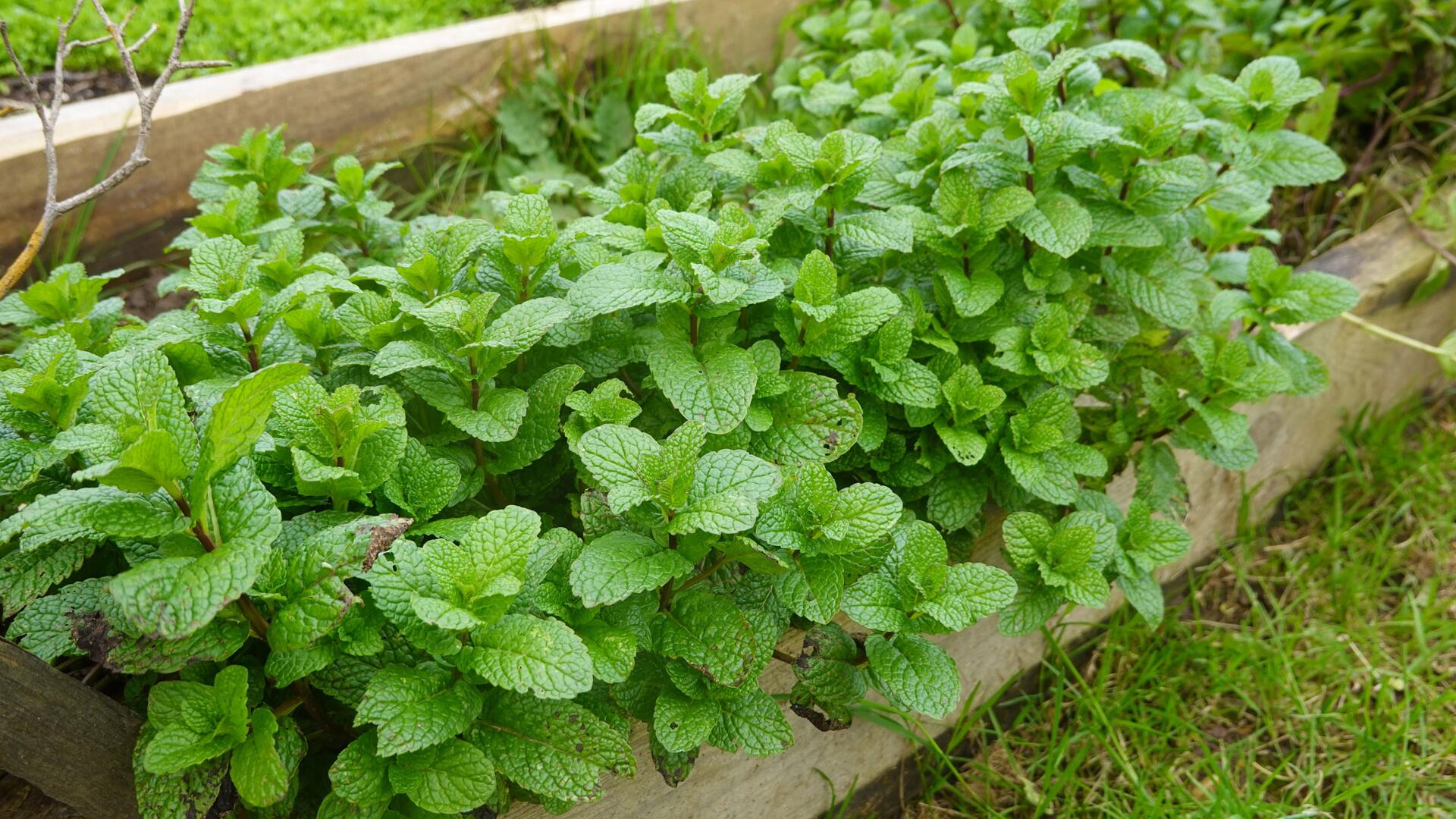 Pfefferminze überwintern – So bleibt das aromatische Kraut fit für den Frühling