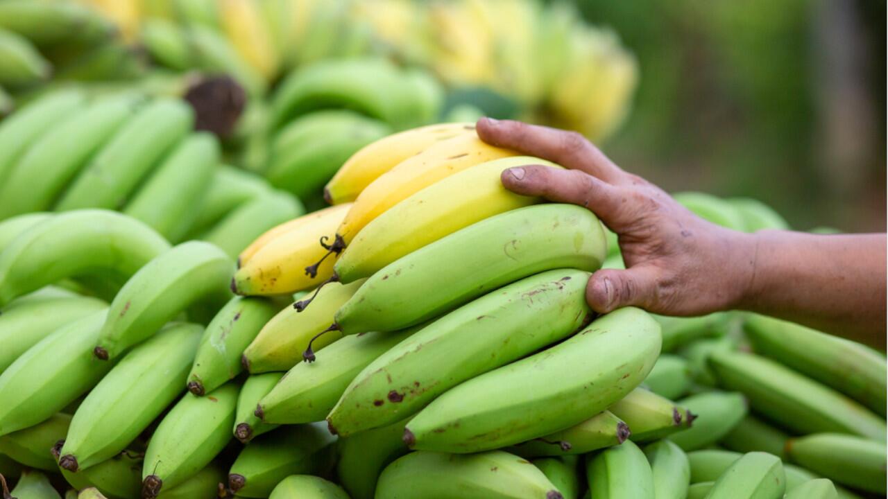 Bananen werden unreif geerntet. Zuhause können Sie exotische Früchte einfach nachreifen lassen.