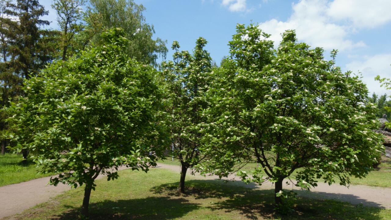 Baum des Jahres: Im Frühling trägt die Echte Mehlbeere weiße Blüten.