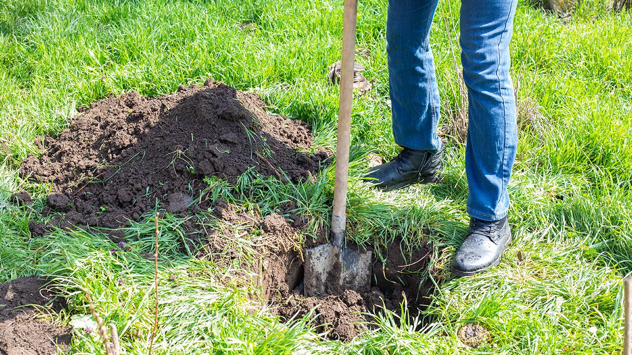 Baum umpflanzen: Der beste Zeitpunkt dafür ist der November.