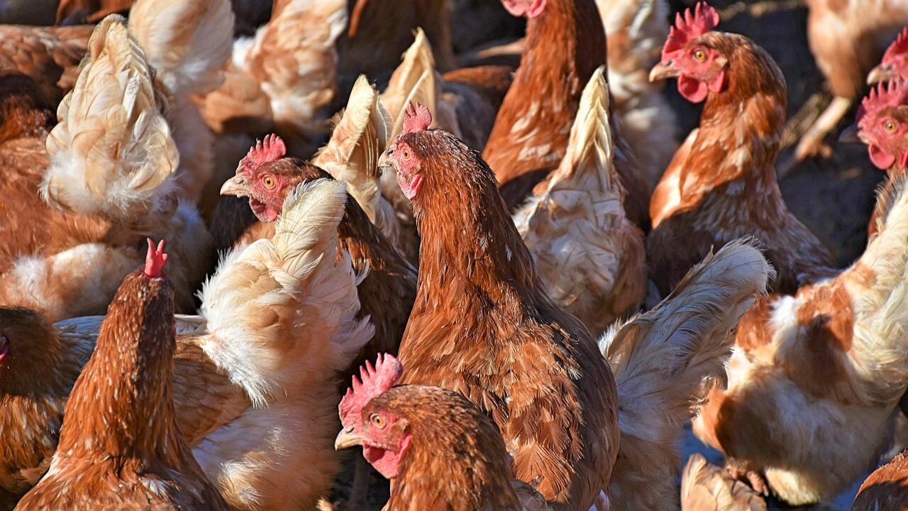 Bedenklicher Befund: Antibiotikaresistente Keime auf Discounter-Hähnchen