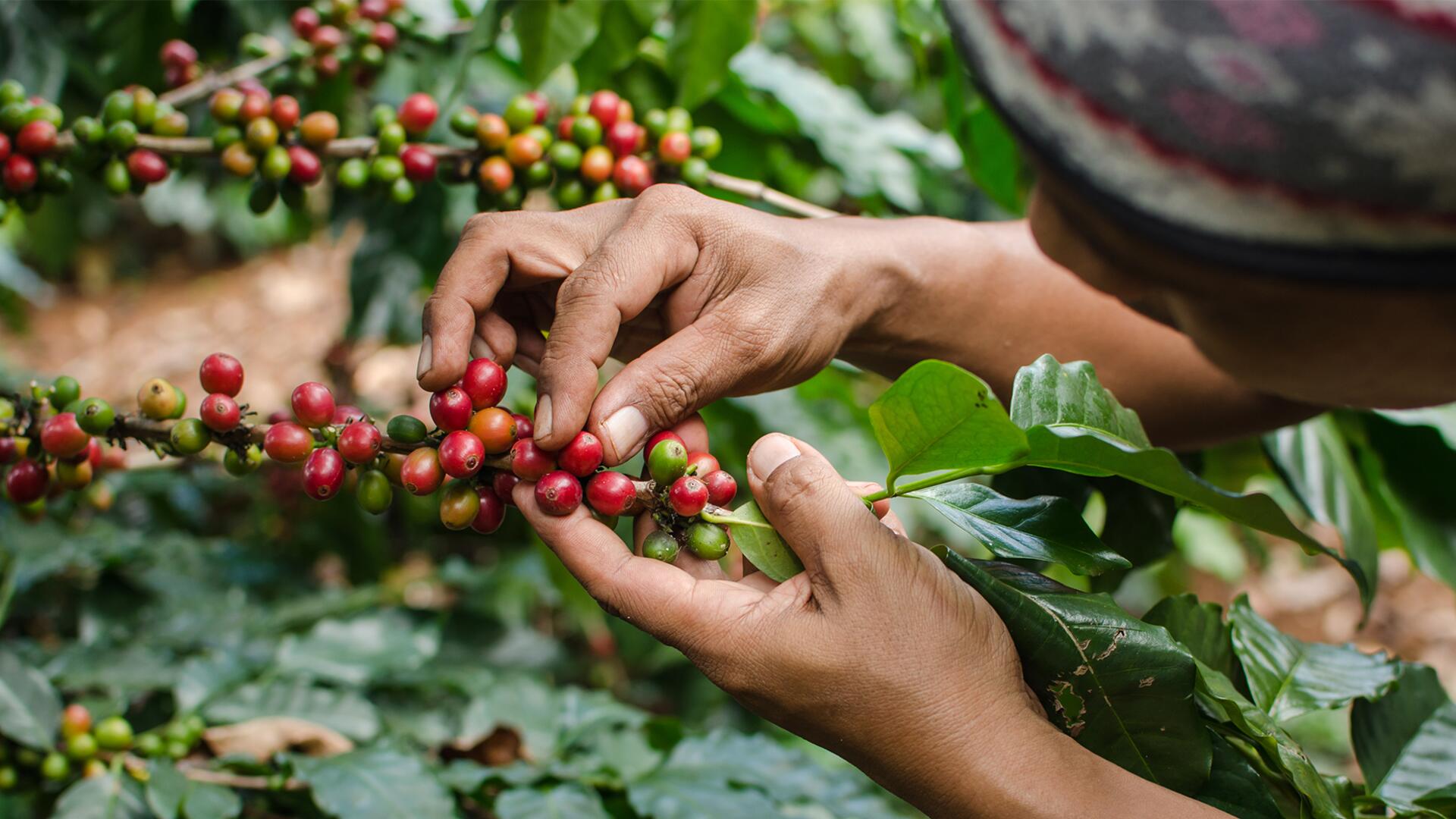 Begehrte Frucht: Der Kaffeekonsum steigt. Dabei sind viele Kaffeesorten vom Aussterben bedroht.