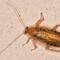 Kakerlake oder Bernstein-Waldschabe im Haus? So unterscheiden Sie die Insekten Kakerlake oder Bernstein-Waldschabe im Haus? So unterscheiden Sie die Insekten