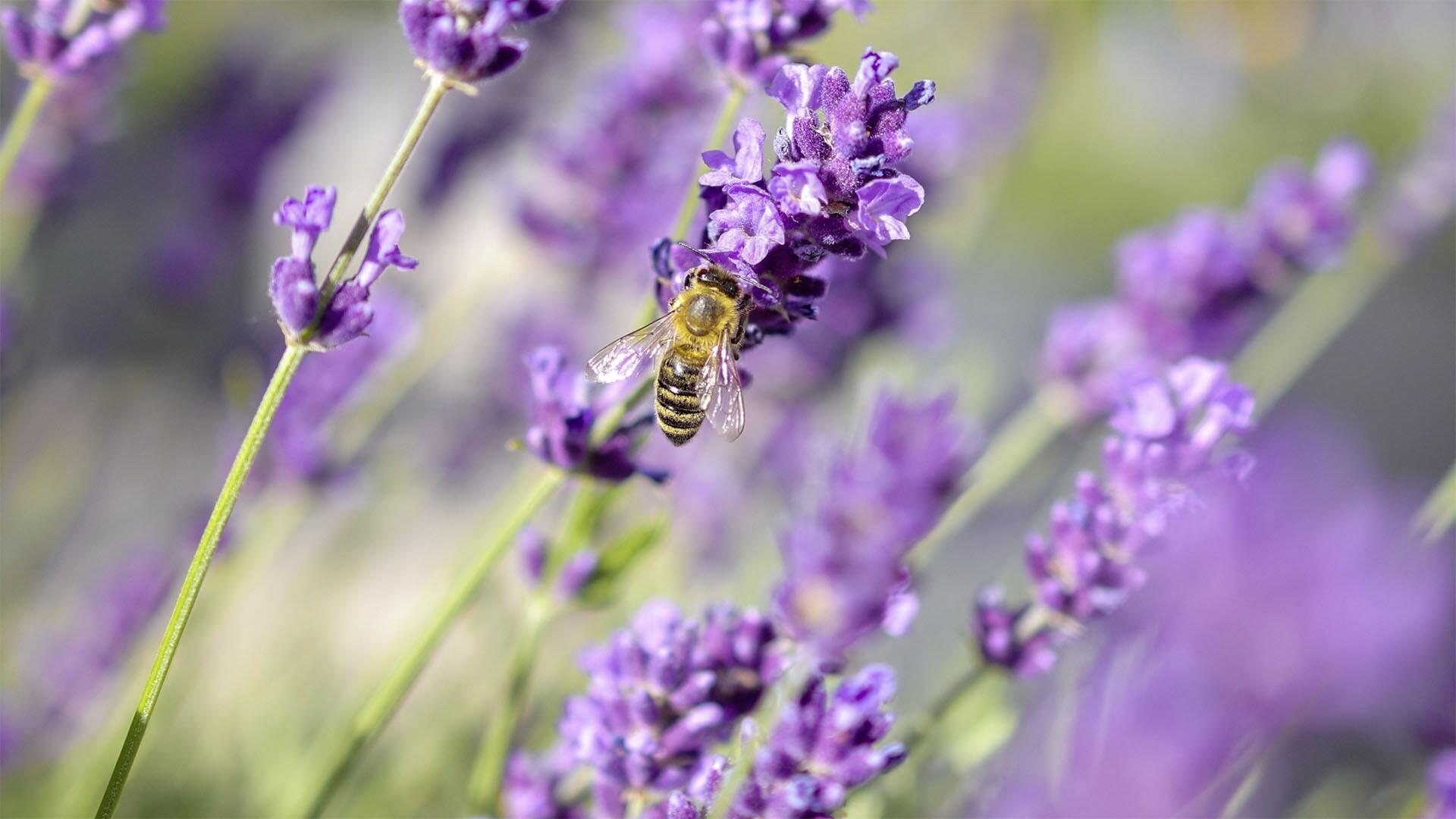 Bienen lieben Lavendel – doch einige enthalten Pestizid-Cocktails