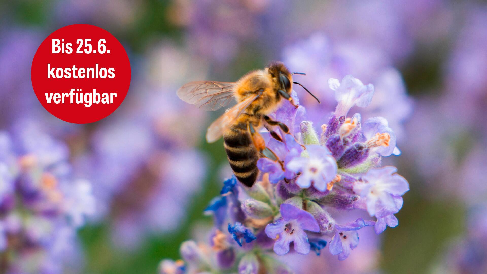Bienen lieben Lavendel – doch in einigen stecken Pestizid-Cocktails Bienen lieben Lavendel – doch in einigen stecken Pestizid-Cocktails
