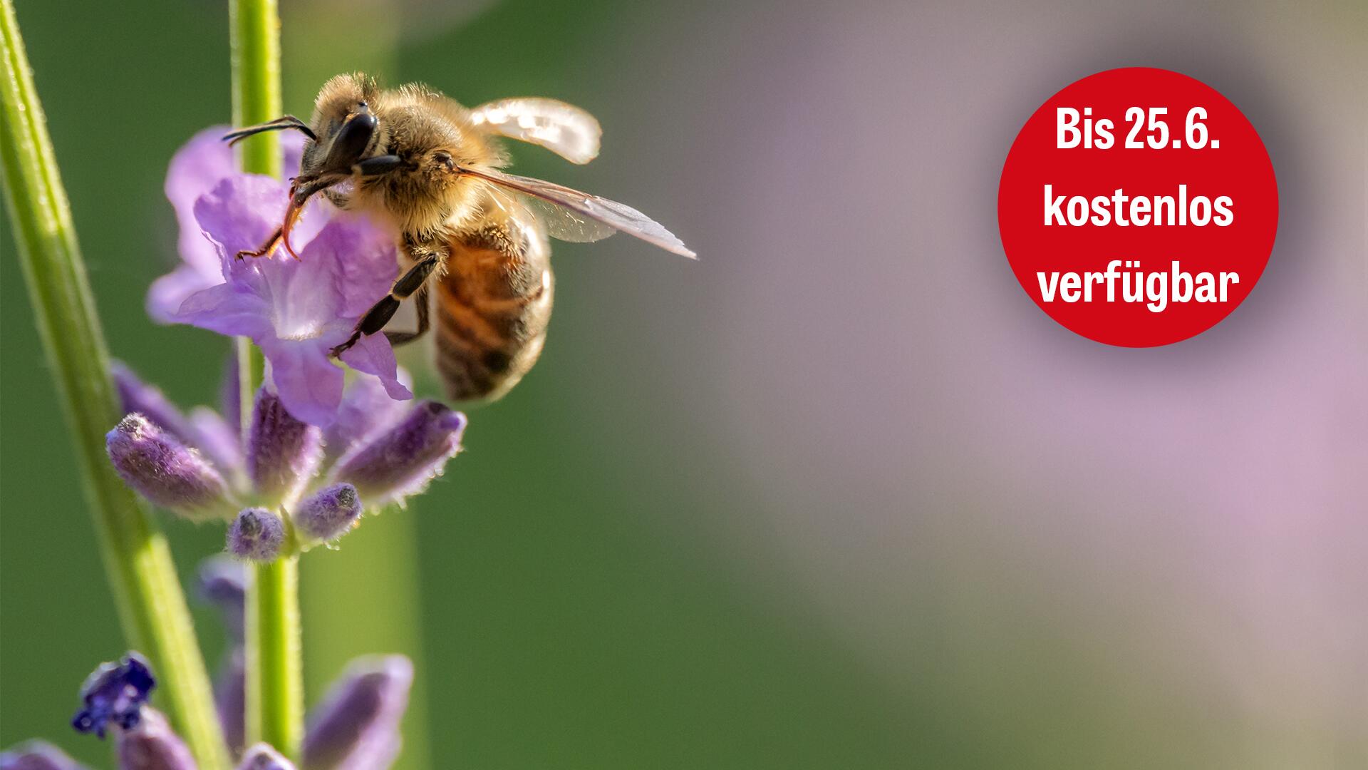 Bienen lieben Schopflavendel: Nur blöd wenn dieser Pestizide enthält. 