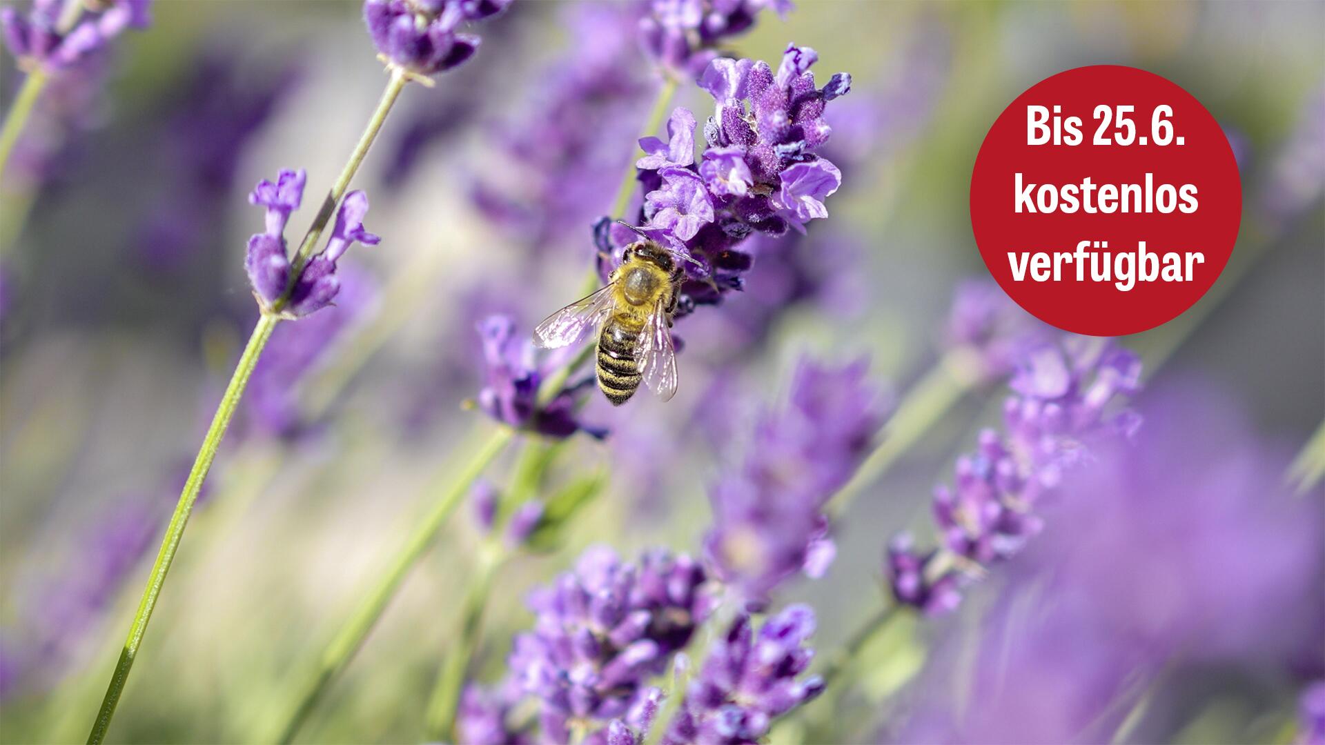 Bienen lieben Schopflavendel: Nur blöd wenn dieser Pestizide enthält. 