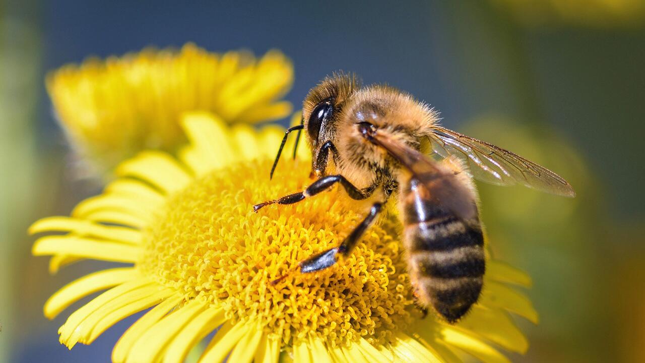 Bienen lieben heimische Pflanzen