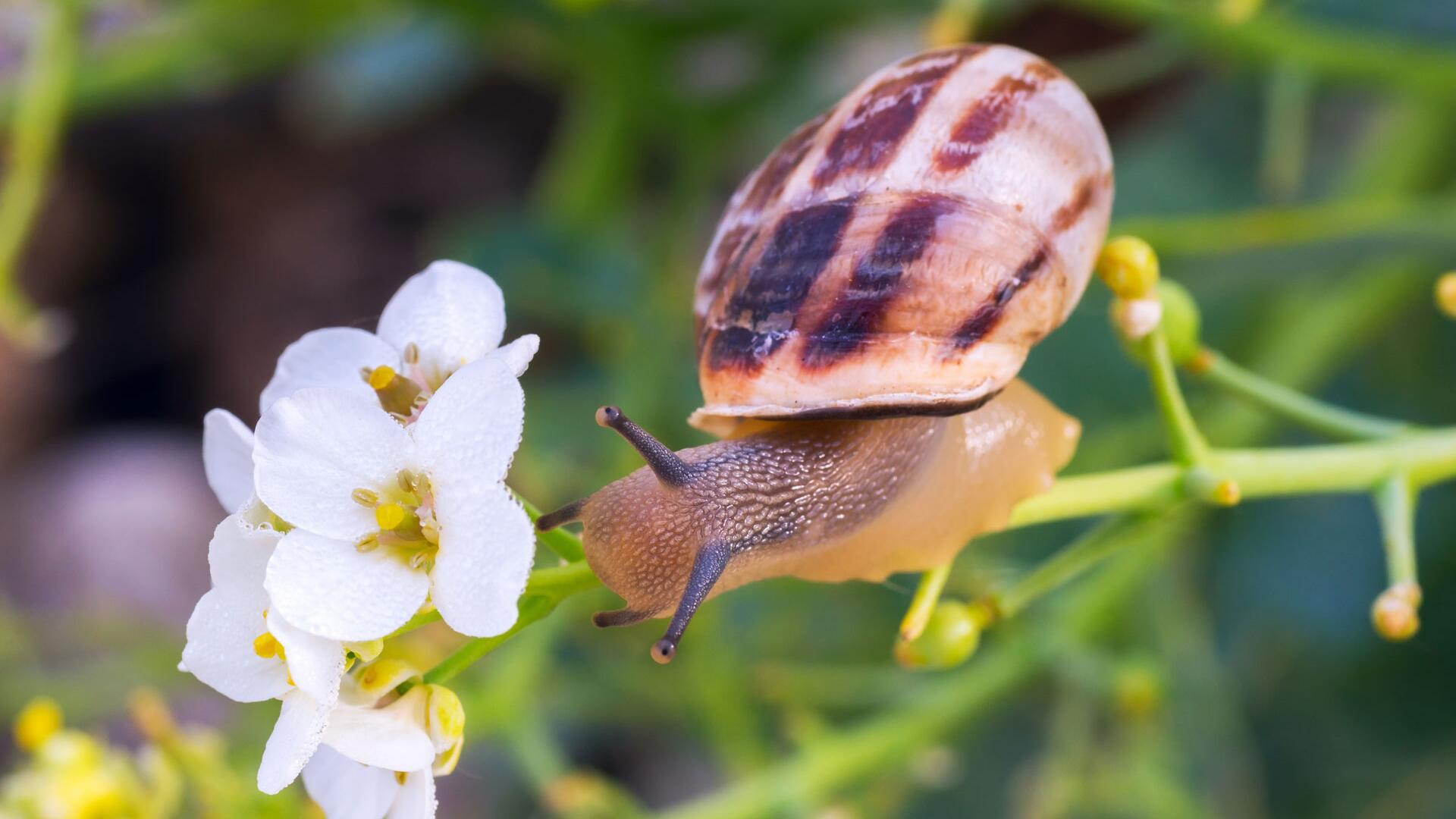 Bienenparadies ohne Schnecken: So geht's. 