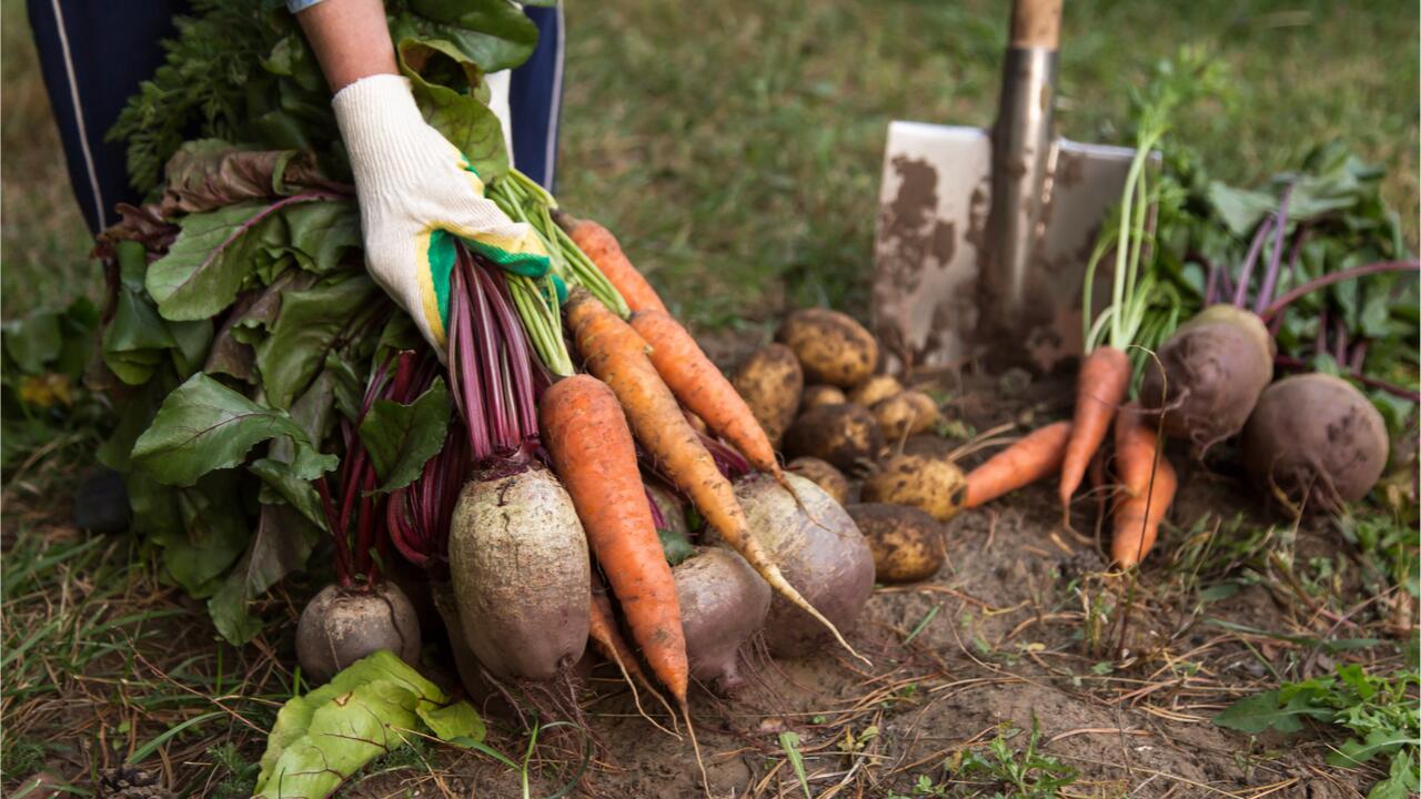 Bio-Landwirtschaft nimmt weiter zu 