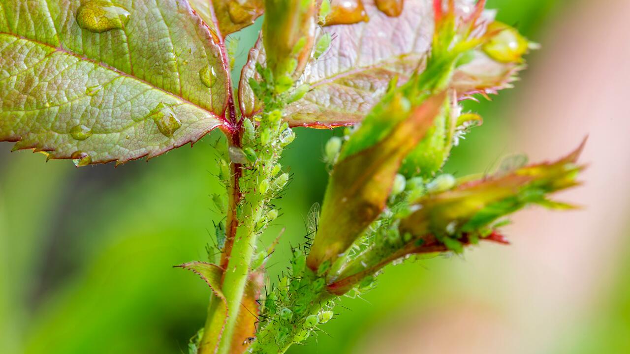  Blattläuse bekämpfen: Diese sieben Hausmittel helfen gegen Blattläuse