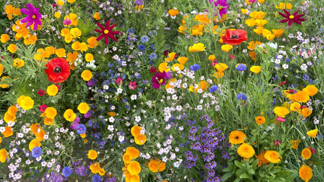 Wildblumenwiese im eigenen Garten: So geht‘s