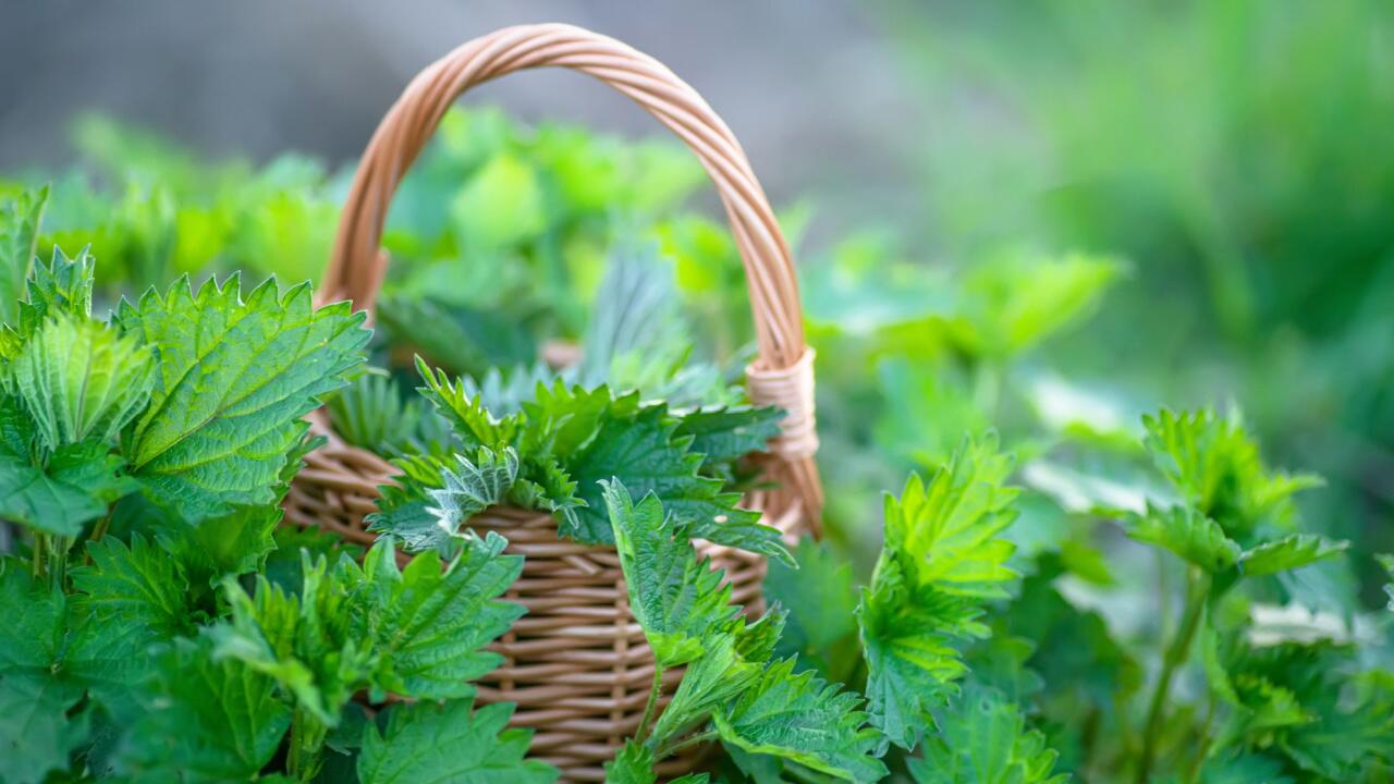 Brennnesseln im Garten: Besser essen statt bekämpfen