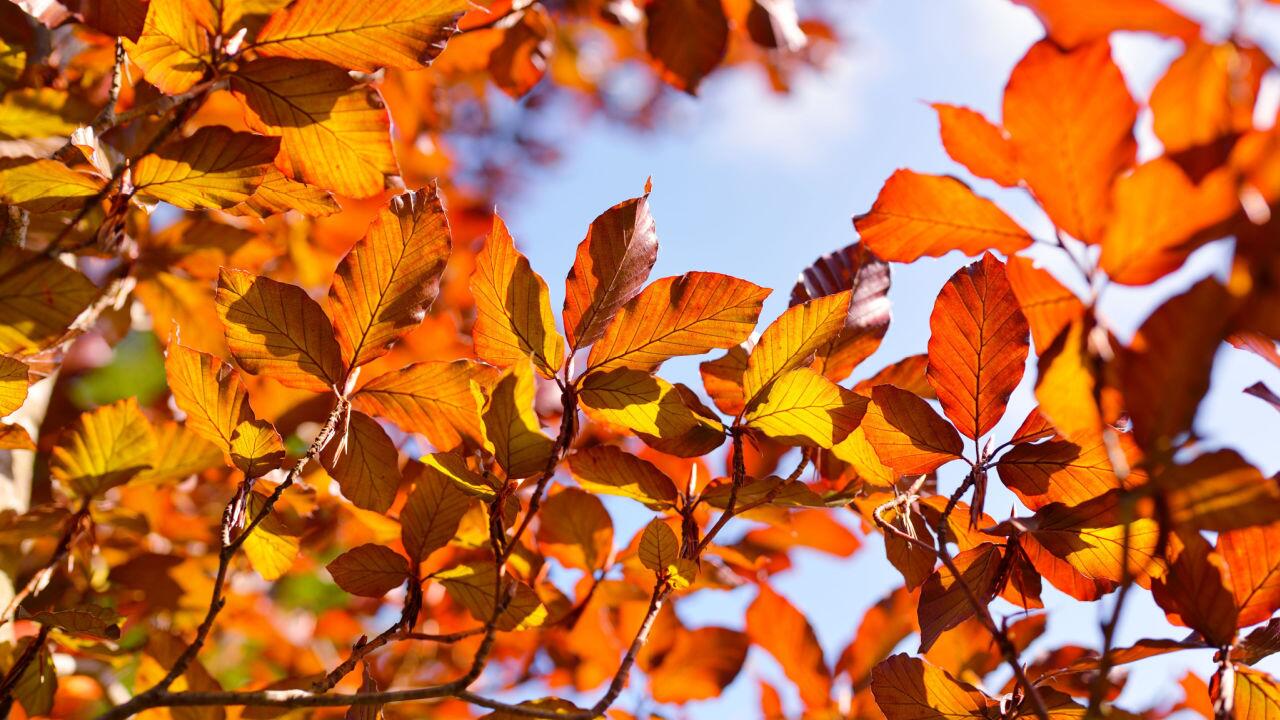 Buchen in Deutschland werfen Laub erneut zu früh ab 