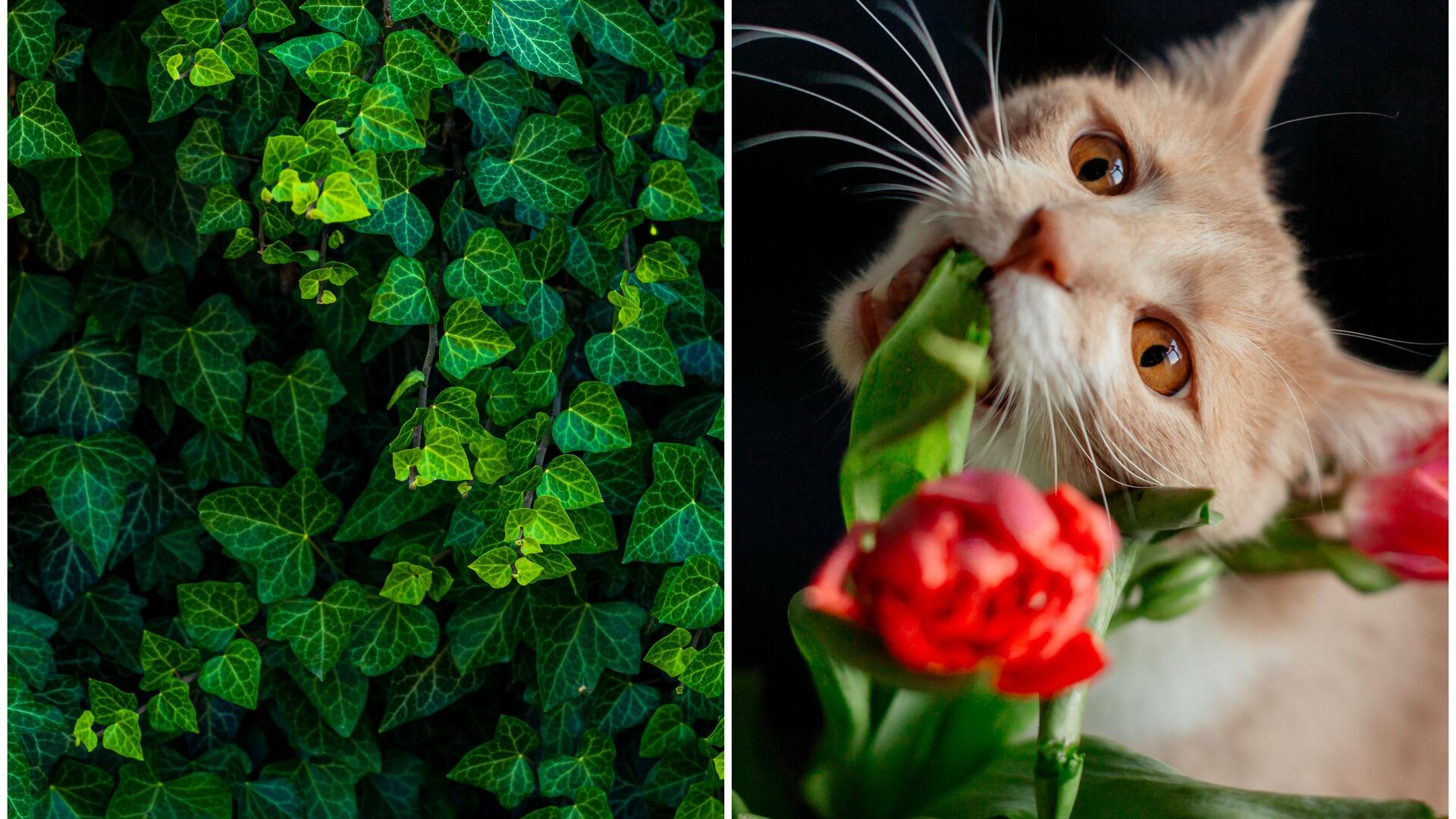 Christrosen zählen zu den Gartenpflanzen, die für Katzen giftig sind.