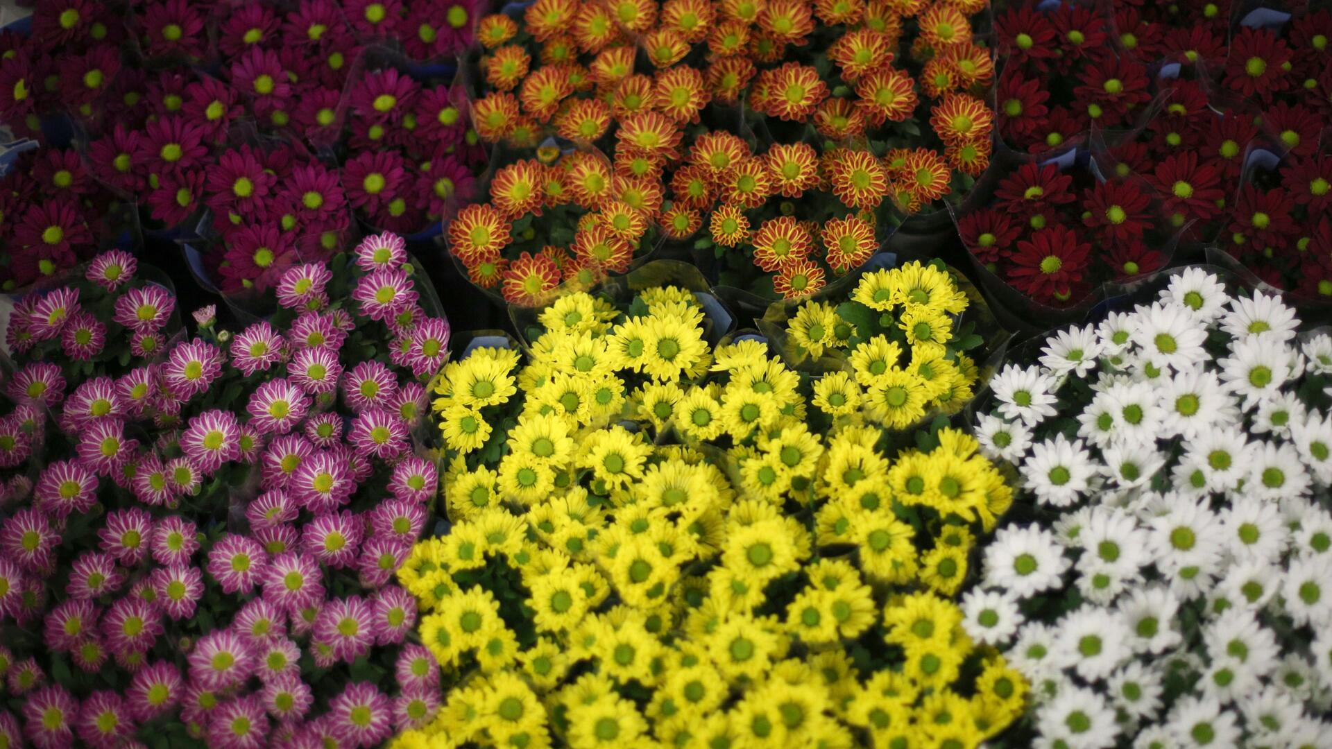 Chrysanthemen im Garten und in der Vase: 6 Tipps für eine lange Blüte