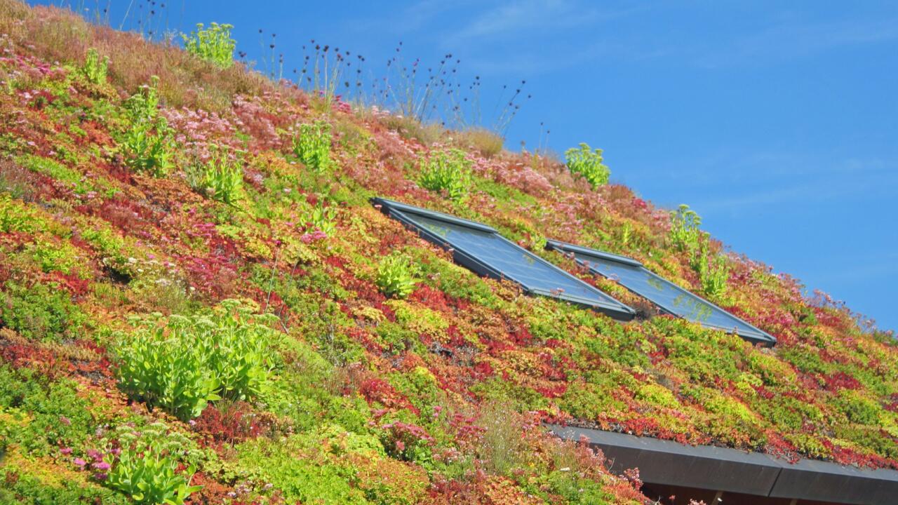 Dachbegrünung: Vorteile für Gebäude, Bewohner und Umwelt