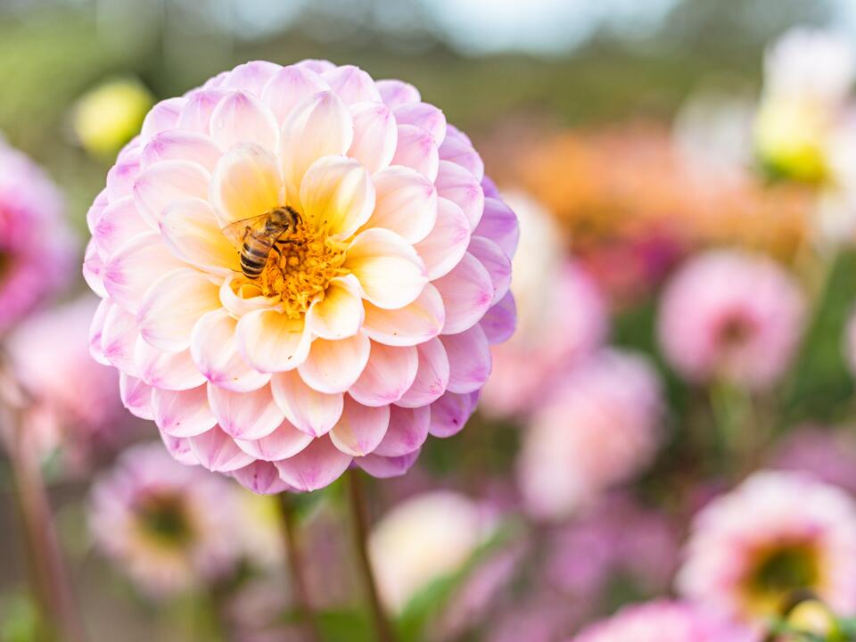 Dahlien () Dahlien