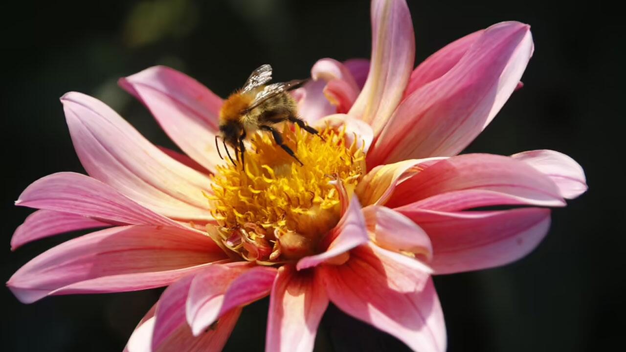 Dahlien versorgen Insekten mit Nahrung.