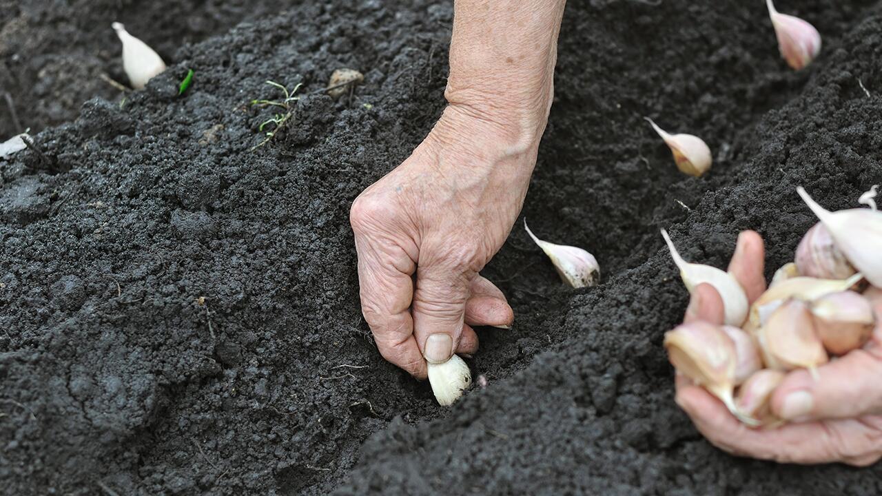 Knoblauch anpflanzen: Warum jetzt der beste Zeitpunkt ist