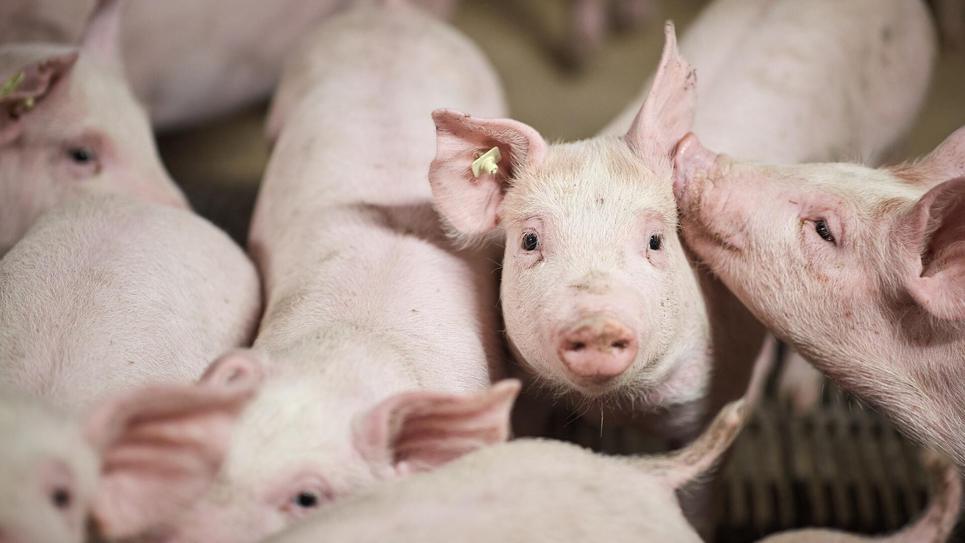 Das staatliche Tierhaltungslogo soll erst zum 1. März 2026 eingeführt werden.