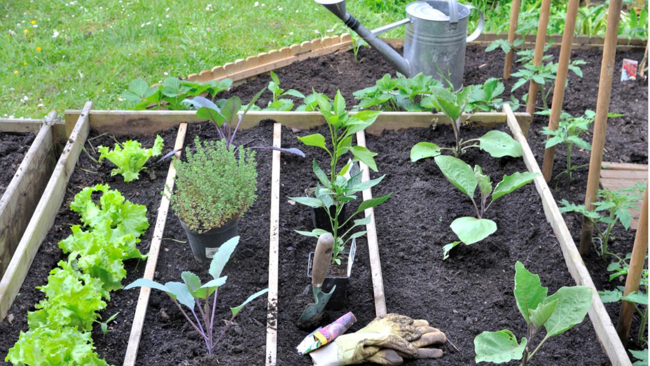 Der Gemüsegarten wird zu einem noch größeren Erfolg, wenn Sie bestimmte Gemüsesorten neben- oder nacheinander pflanzen.