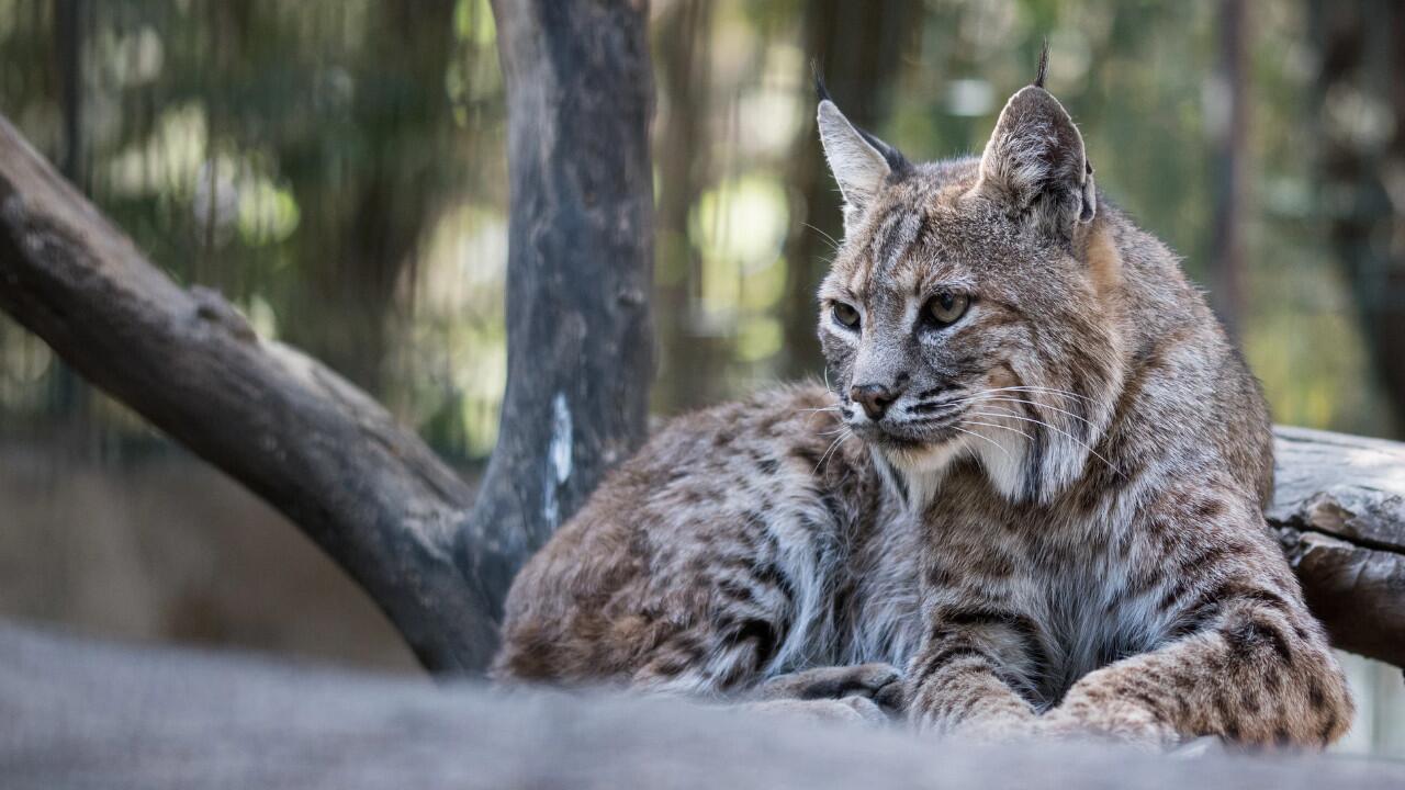 Der Luchs steht auf der Roten Liste gefährdeter Arten in Deutschland weit oben.