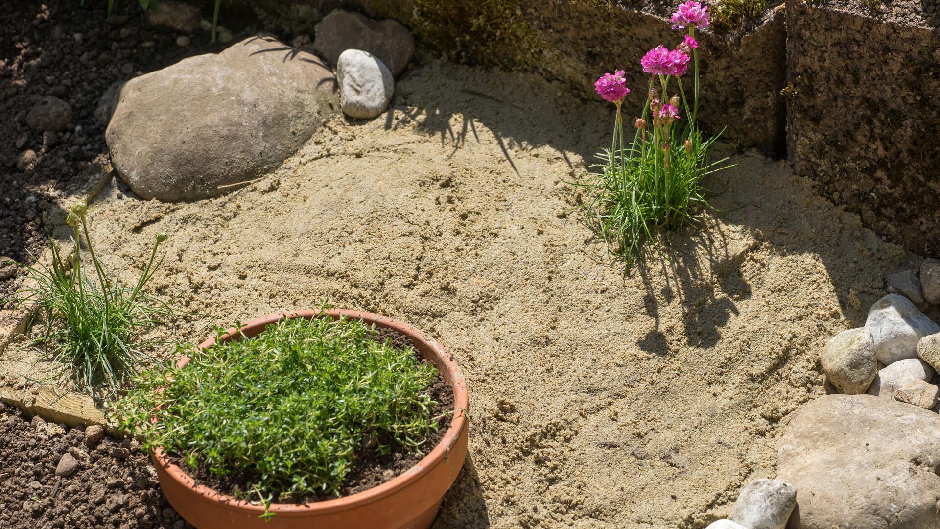 Der Sand-Trick für Bienen: So helfen Sie 420 Wildbienenarten mit wenig Aufwand