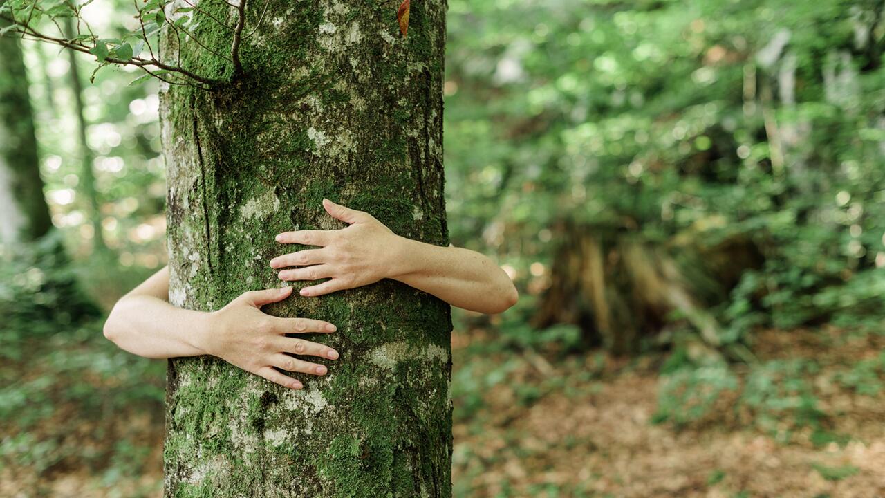 Der Wald ist Lufterfrischer, Wasserspeicher, Bodenschützer, Arbeitsplatz, Lebensraum. Und Klimaretter – wenn man ihn lässt. 