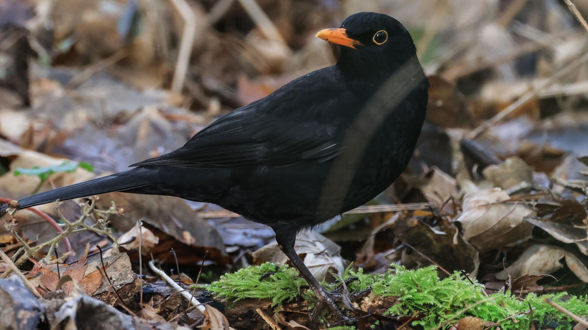 Nabu-Zählaktion: Weniger Gartenvögel gesichtet