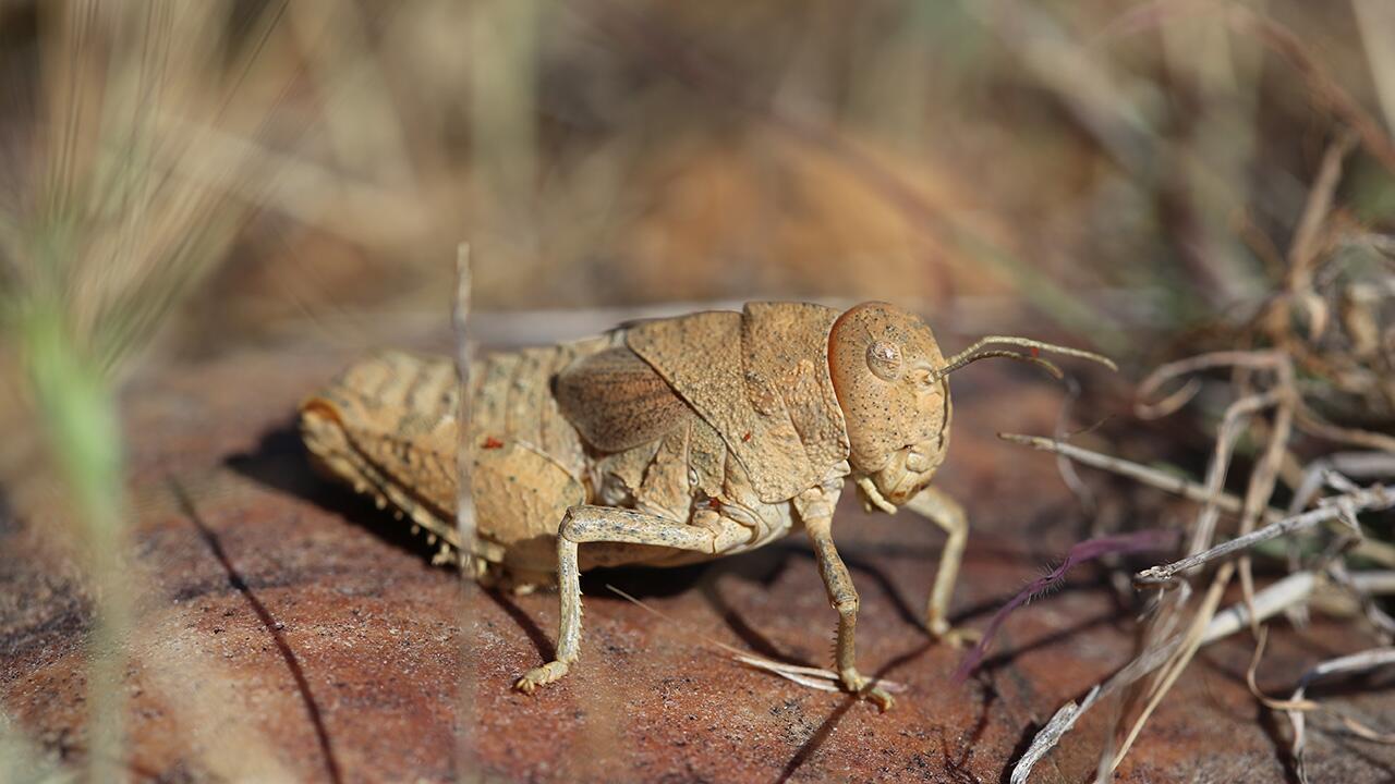 Die Crau-Schrecke (Prionotropis rhodanica) kommt nur in der Crau-Steppe in Südfrankreich vor und ist vom Aussterben bedroht.