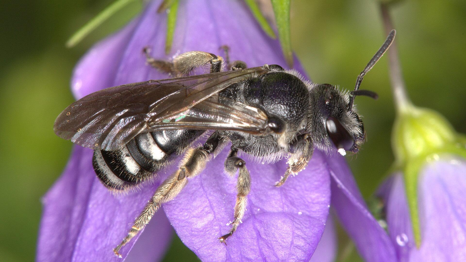 Wildbiene des Jahres 2026: Warum die Glockenblumen-Schmalbiene unsere Gärten braucht Wildbiene des Jahres 2026: Warum die Glockenblumen-Schmalbiene unsere Gärten braucht
