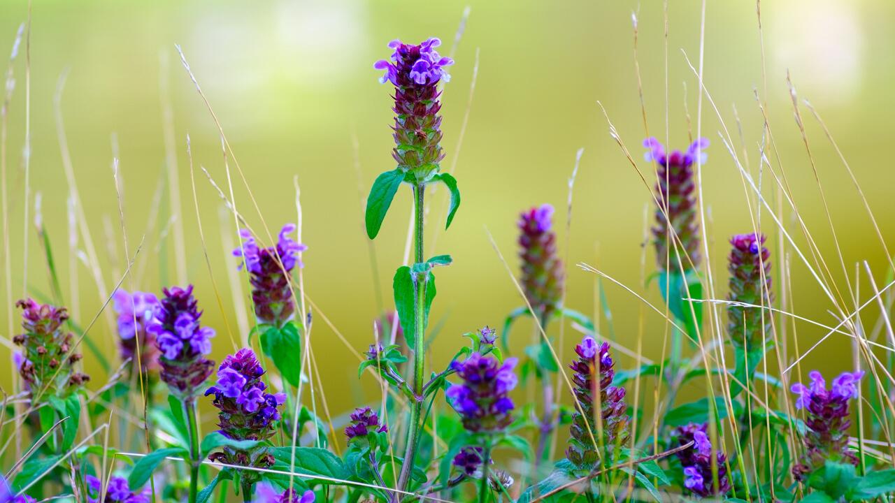 Die Kleine Braunelle: Kennen Sie schon die Blume des Jahres? 