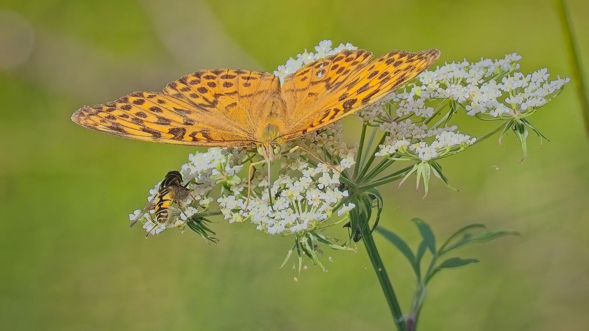 Die Wilde Möhre im Spätsommer – wertvolle Nahrungsquelle für Insekten und schöner Blickfang in Ihrem Garten.