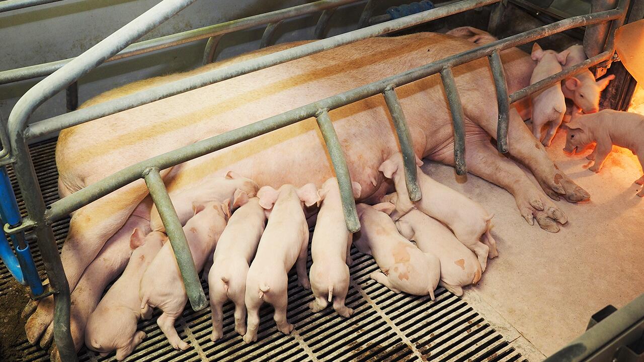 Die derzeitige konventionelle Schweinehaltung ist keinesfalls als artgerecht zu bezeichnen.