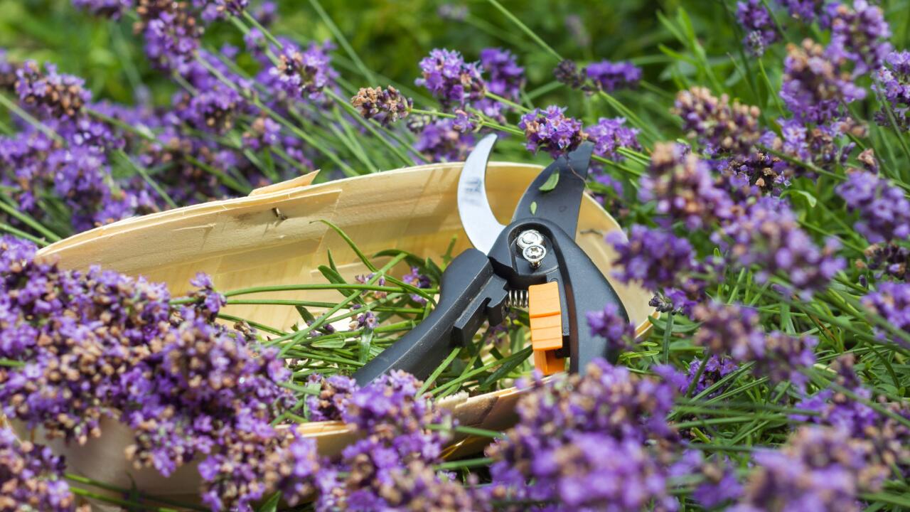 Die lila Blüten des Lavendels locken Bienen an und verströmen einen intensiven Duft.