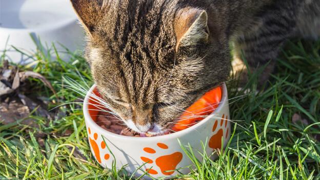 Die richtige Ernährung für Ihren Hund und Ihre Katze