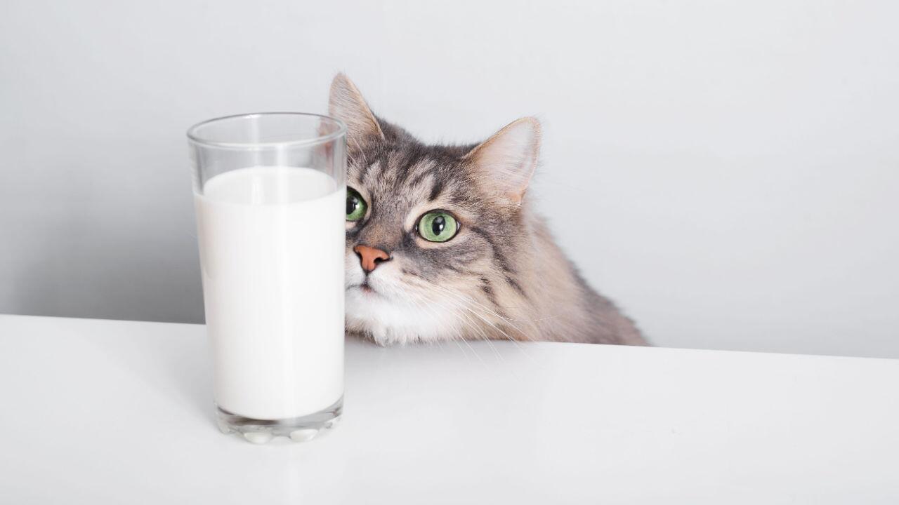 Dürfen Katzen Milch trinken? Eine Tierärztin antwortet