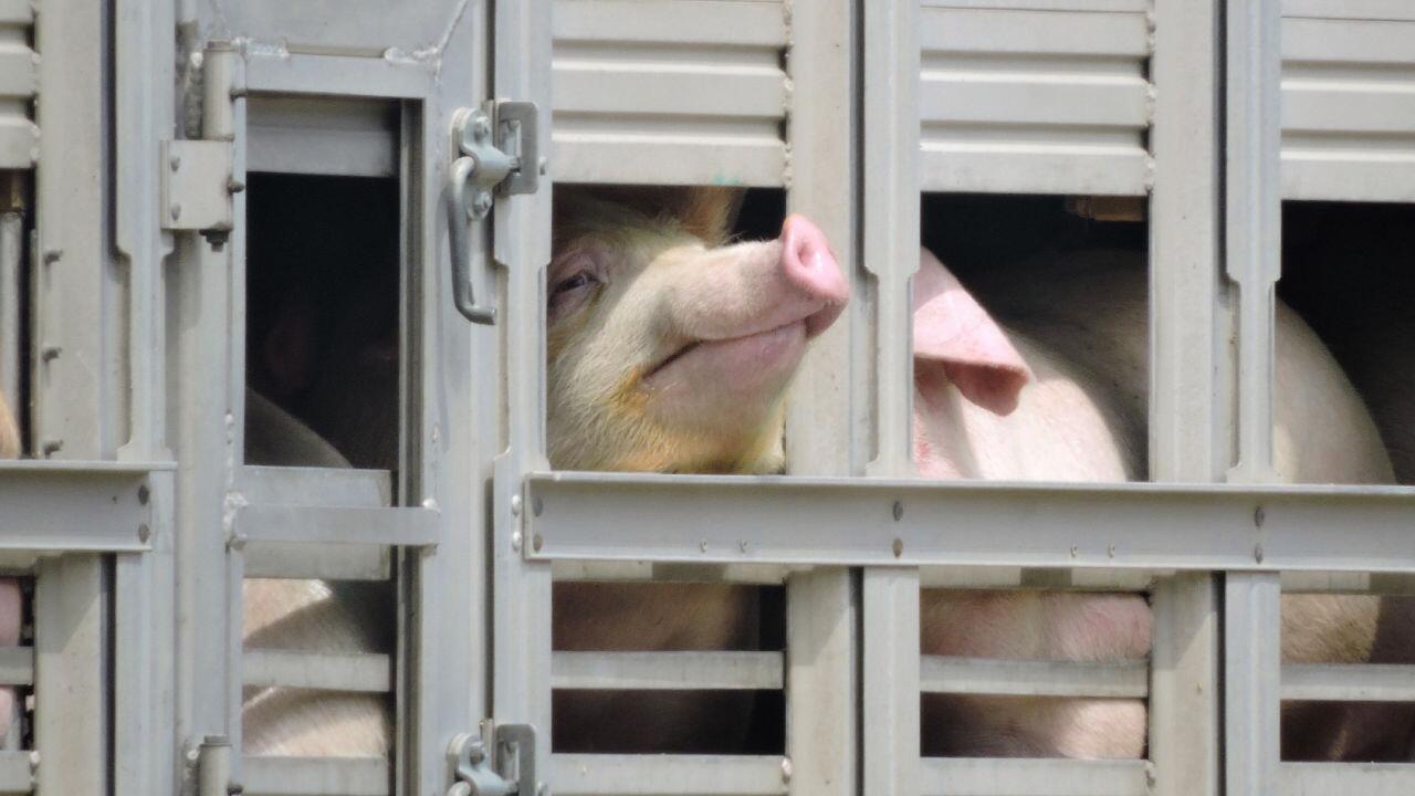 EU-Rechnungshof kritisiert Tiertransportstandards: