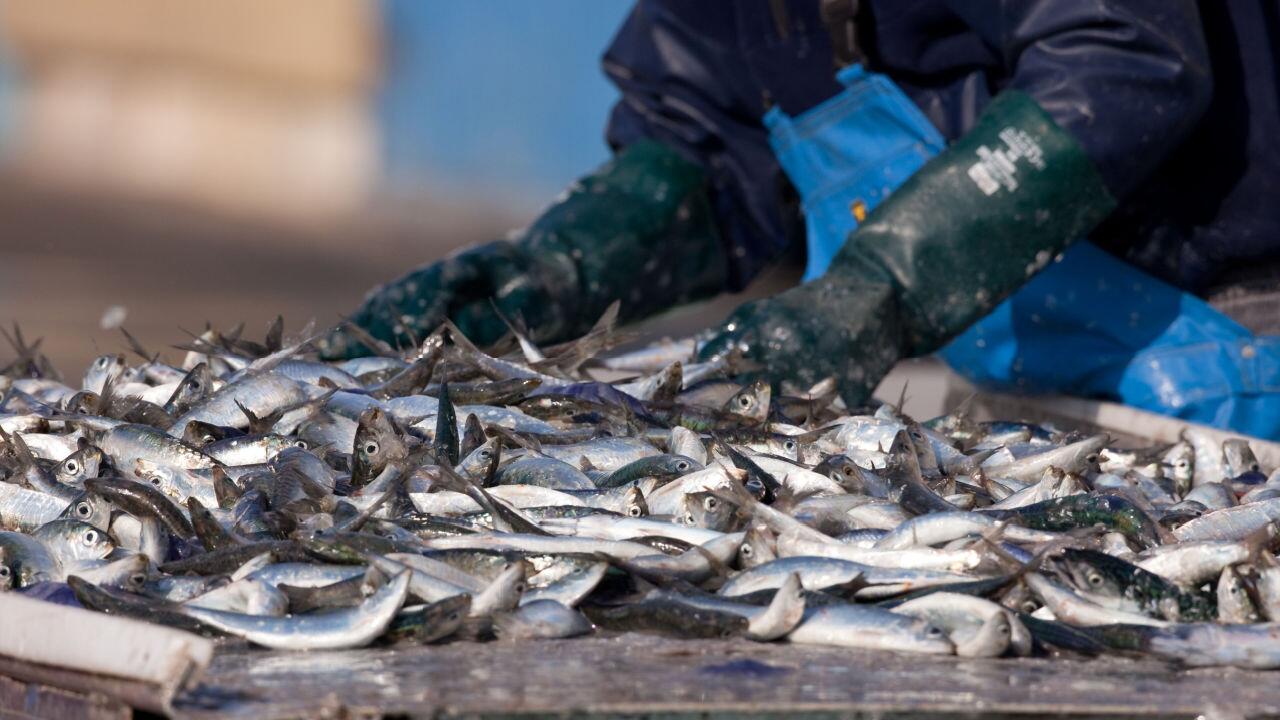 EU-Regeln gegen Überfischung sollen strenger kontrolliert werden 