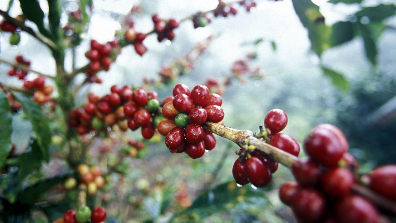 EU-Staaten geben grünes Licht für Importregeln zum Regenwaldschutz