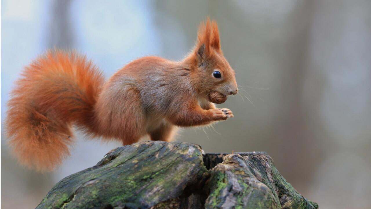 Eichhörnchen ernähren sich von Samen und Früchten, dürfen wir sie damit auch füttern?