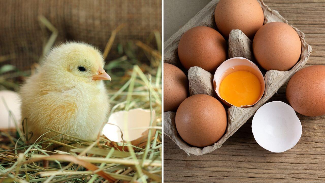 Eier ohne Kükentöten können Sie das ganze Jahr über kaufen - nicht nur an Ostern.