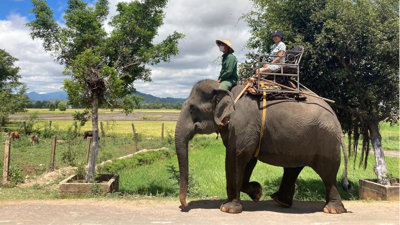 Elefantenreiten sollte in Vietnam bereits verboten sein, doch noch ist die Touristenattraktion nicht verschwunden.