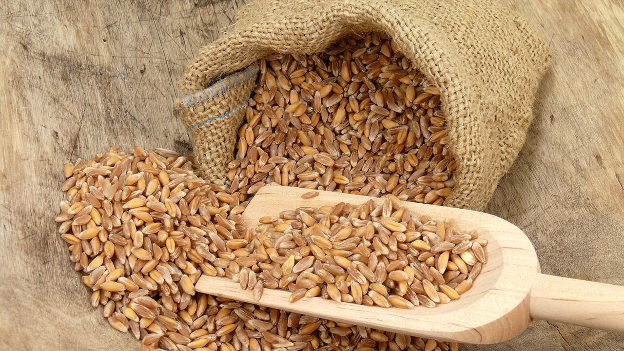 Emmer wird seit Jahrtausenden angebaut und gilt als Vorfahre des heutigen Weizens.