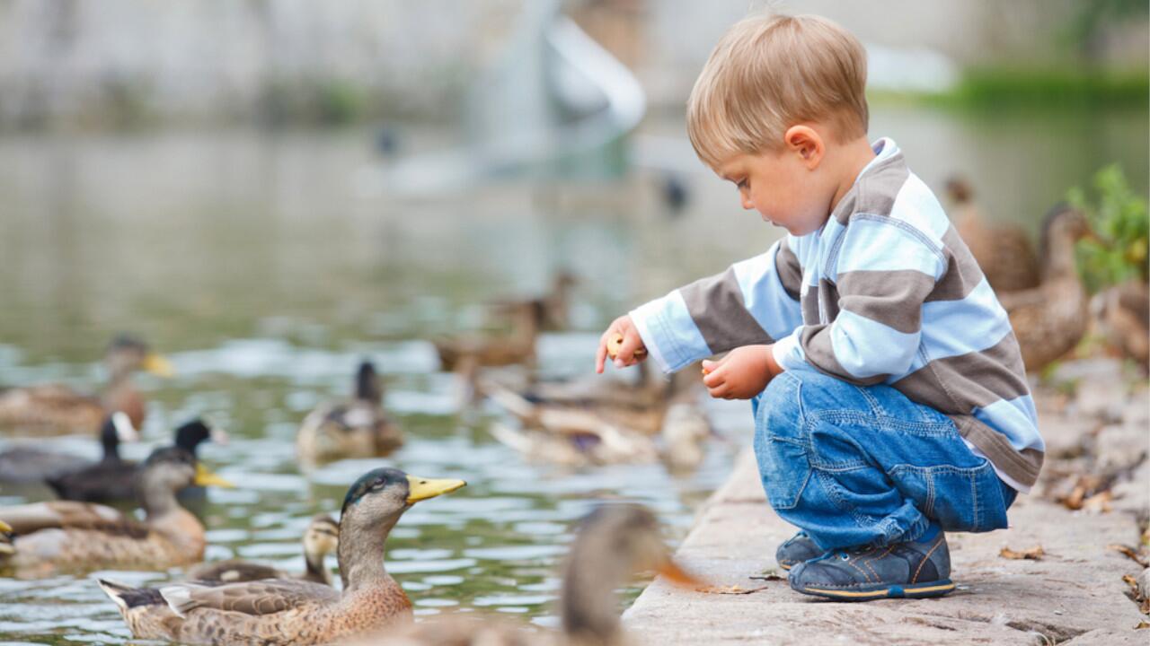 Enten füttern ist eine schöne Beschäftigung für Kinder, aus Tiersicht meist aber nicht zu empfehlen.