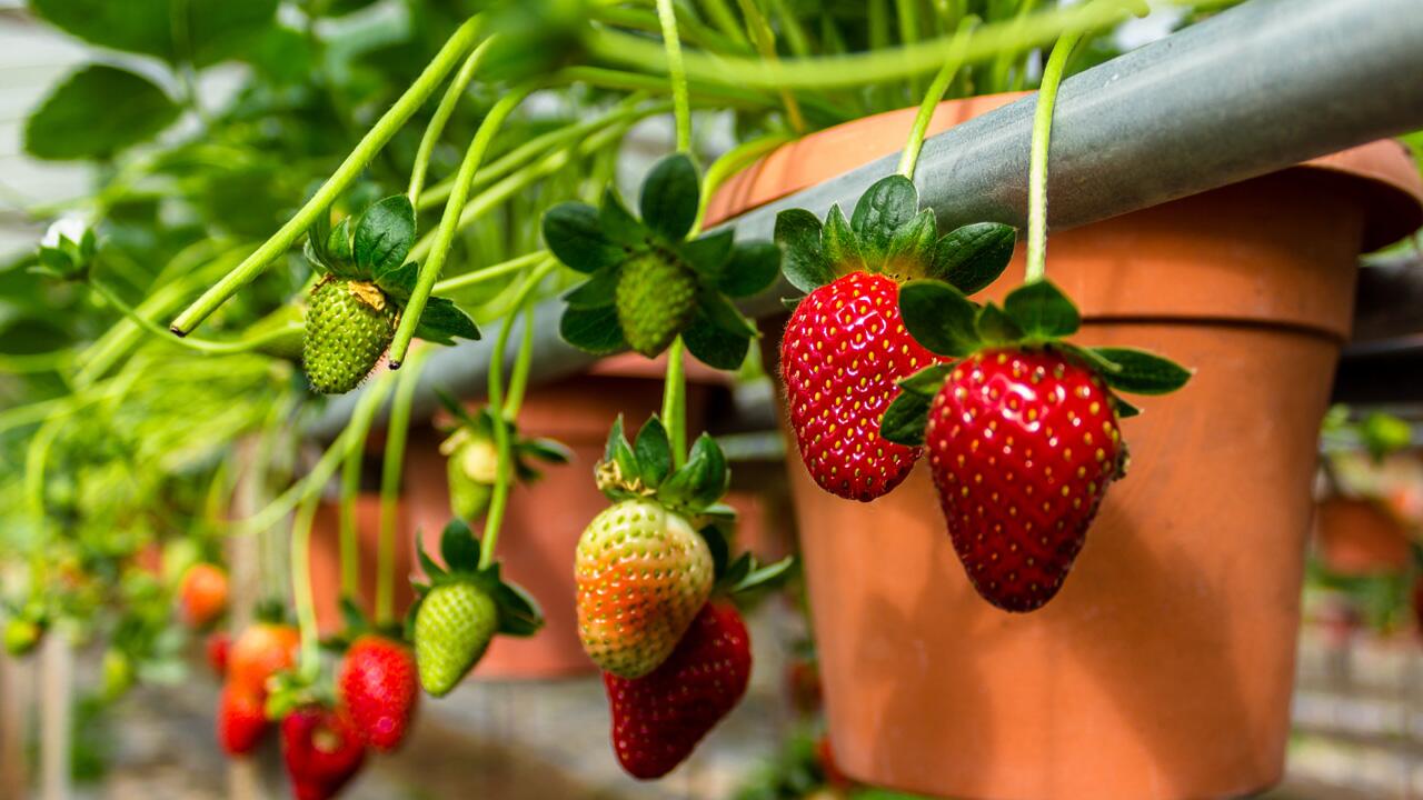 Erdbeeren fit machen für den Winter