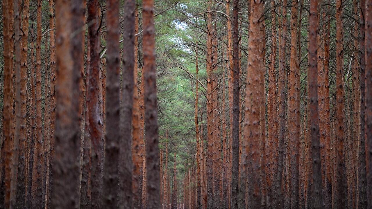 Erhebung: Zustand der deutschen Wälder weiter angespannt 