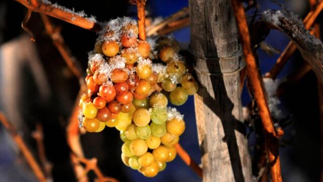 Erster Winter ohne deutschen Eiswein